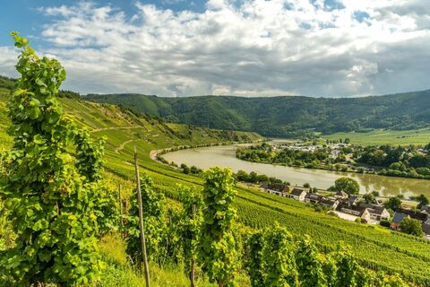 Ausblick vom Moselsteig auf die Mosel bei Leiwen