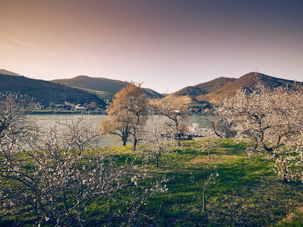 Marillenblüte am Südufer der Wachau gegenüber Spitz