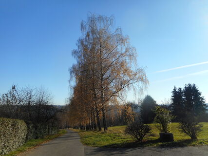 Birkenallee bei Krummhardt