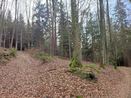 weitere Wegkreuzung im Aufstieg, immer links bleiben