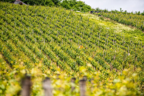 Weinberge im Ahrtal