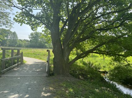 7-Brücke-Baum-Luhpad-Bispingen-ccbysa-foto©bispingen-touristik-min.jpeg