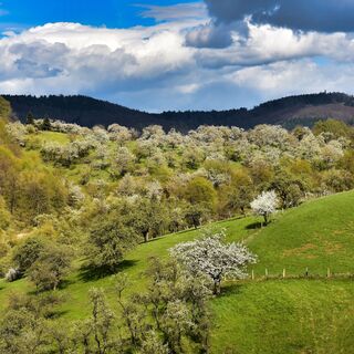 Kirschblüte in der Rühler Schweiz