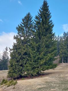 Fotografia z Franz Hasenberger na trase