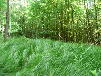 Wald