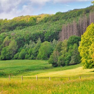 Vielfältige Lebensräume zeigen sich im Schlehbachtal im Nationalpark Eifel