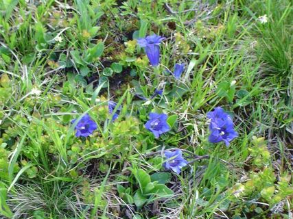 Alpenblumen