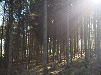 Waldstimmung im Hüggel