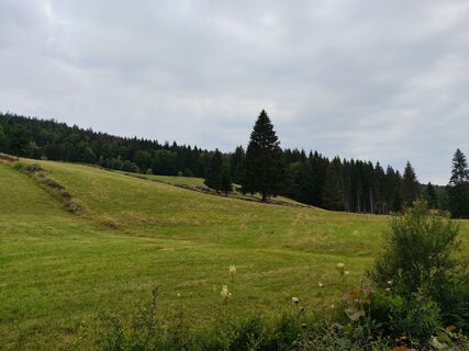 Blick vom Rothbach auf die Kühreuten