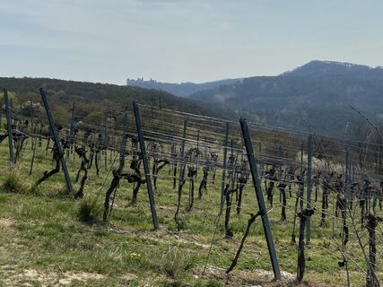 Fotografia z Attila Mihalcz na trase