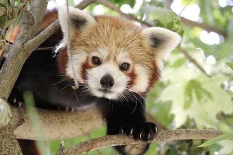 Panda in der Tierwelt Herberstein, Oststeiermark