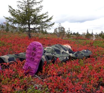 Roter Teppich in der Wildnis von Tuntsa in Salla