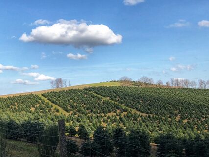 Oh Tannenbaum, oh Tannenbaum...