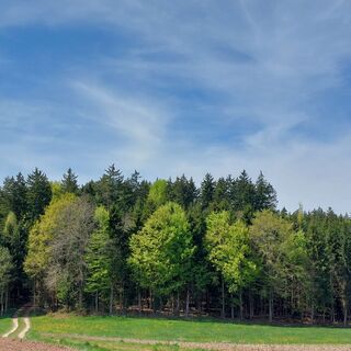 Waldpanorama vor Pommertsweiler