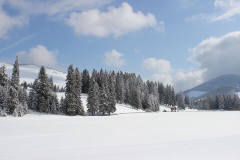 Teichalmochse Winter_Naturpark Almenland_Oststeiermark
