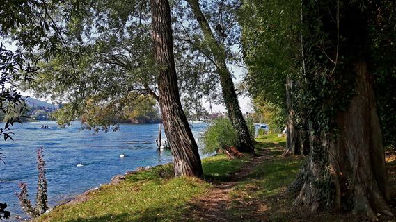 Uferwandereg nach Stein am Rhein