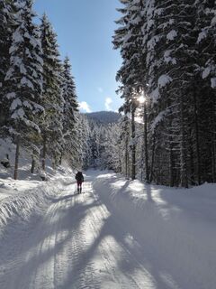 der-aufstieg-ueber-die-forststrasse-bis-kurz-vor-der-groessingeralm