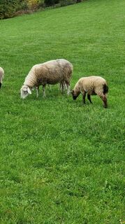 Fotografija s spletne strani Rene Wippel na poti