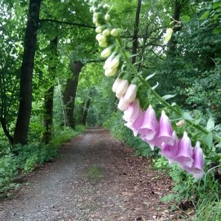 Fingerhut auf dem Wurzelweg
