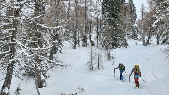 Durch seltene Lärchenwälder.