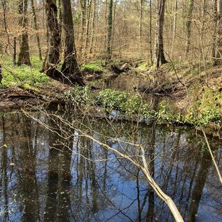 Otterbachbruch Wanderweg