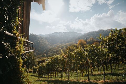 Herbststimmung im Weingarten