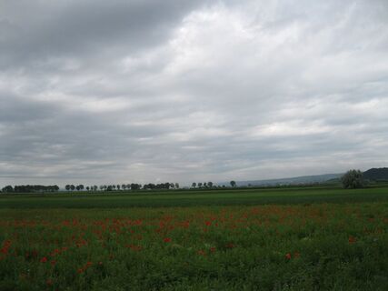 Über's Leithagebirg