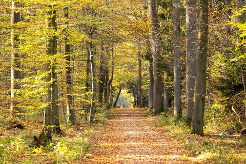 Blauer Waldpfad Lintzel