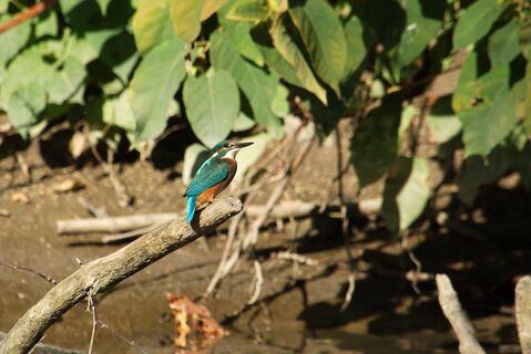 Eisvogel