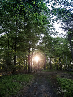 wald-sonne-erholung-heide