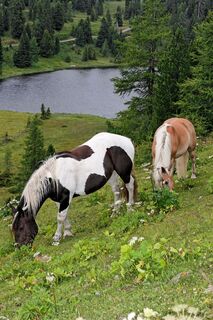 Pferde beim Schwarzsee