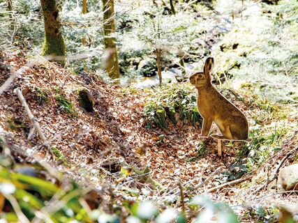 Waldbewohner aufspüren - auf dem Pirschpfad in Bad Peterstal-Griesbach