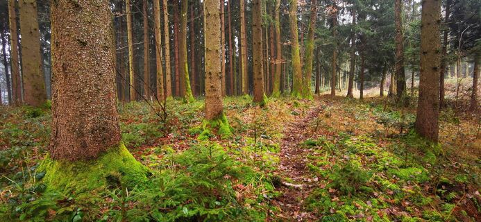 Fotografija s spletne strani Klaus Lehner na poti