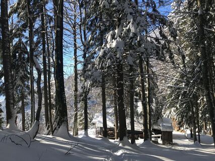 Winterwald bei der Grimminghütte