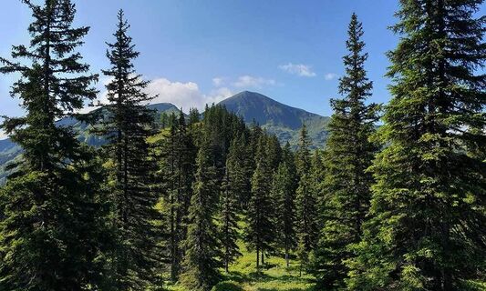 Zemljevid