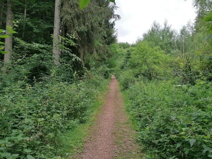 Zuweg zum Schmetterlingspfad