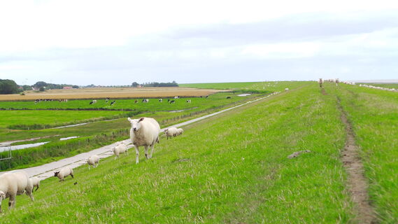 Karta