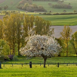 Obstgärten in der Altsassischen Buckelzone