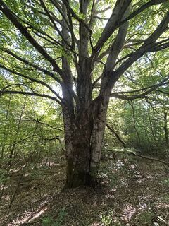 Photo de Adriana Hideg le long du parcours