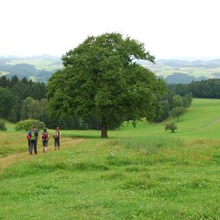 Eiche St. Peter am Wimberg