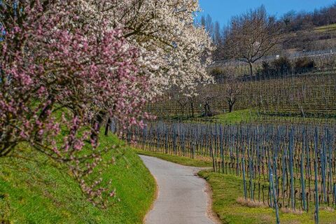 Mandelbl te bei Heppenheim Foto Thomas Fischer