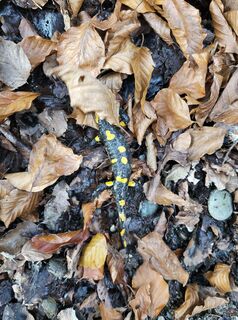 Fotografia z Ramona Pronath na trase