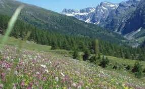 Das Tal der Blumen