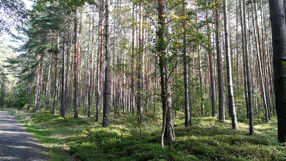 Von Hütten zur Sternkreuzung und zum Waldhaus