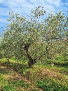 Photo de Josef Österle le long du parcours