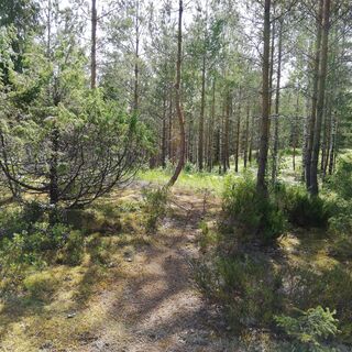 Monnonlahden Pfad