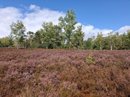 Foto von nordbergschnecke entlang der Tour