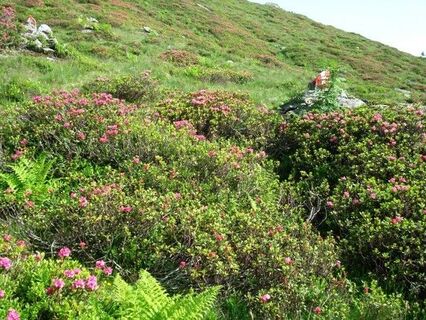 Alpenrosenblüte