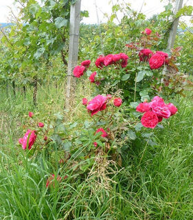 Rosen im Weinberg