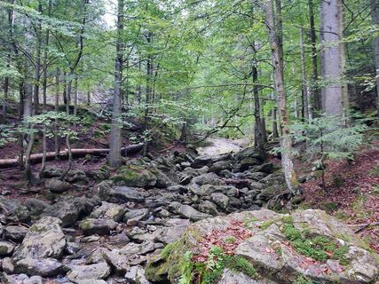 Rißbach fast ohne Wasser